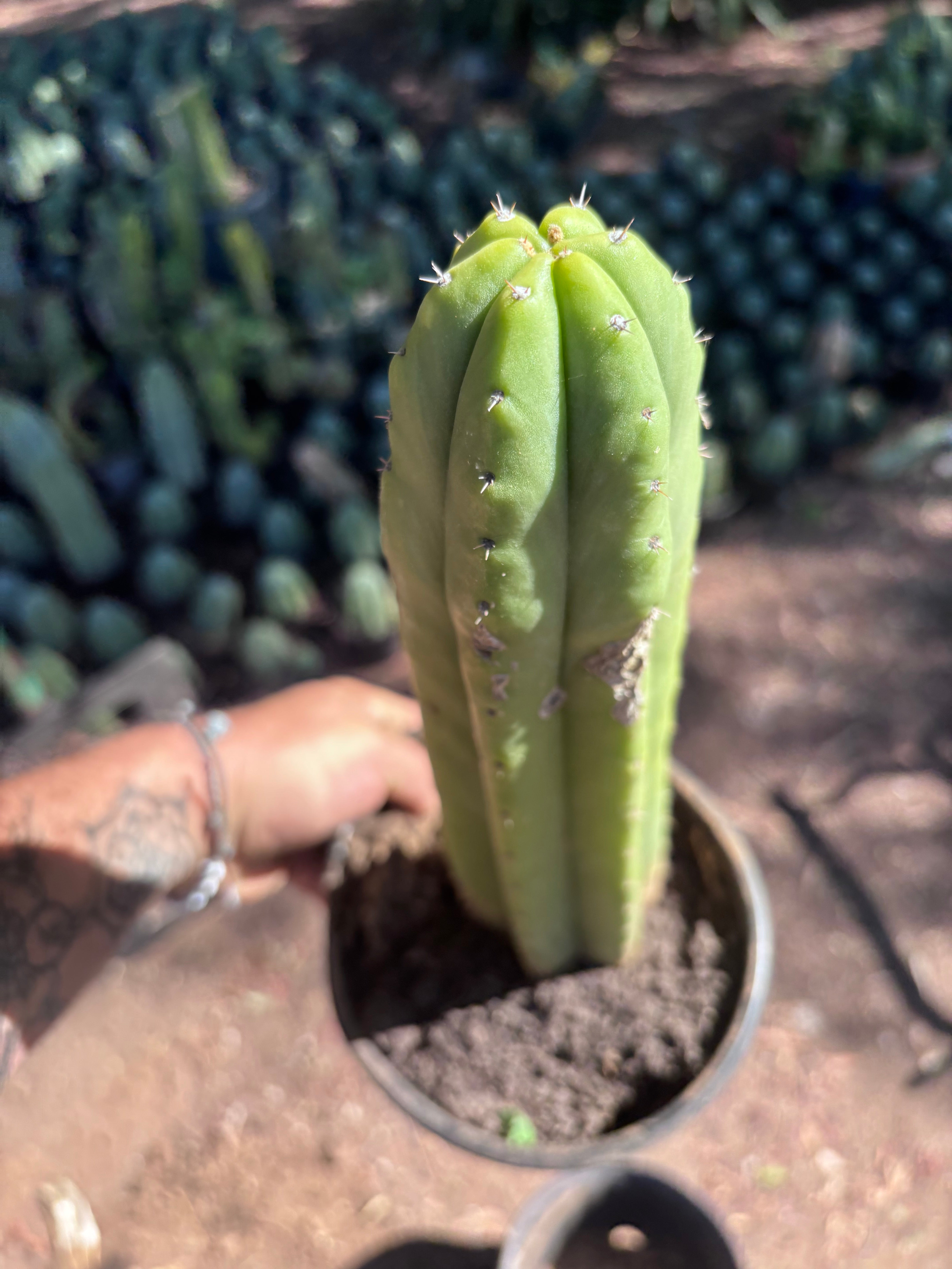 👑🌶️ Ecuadorian Pach — Rooted 13”