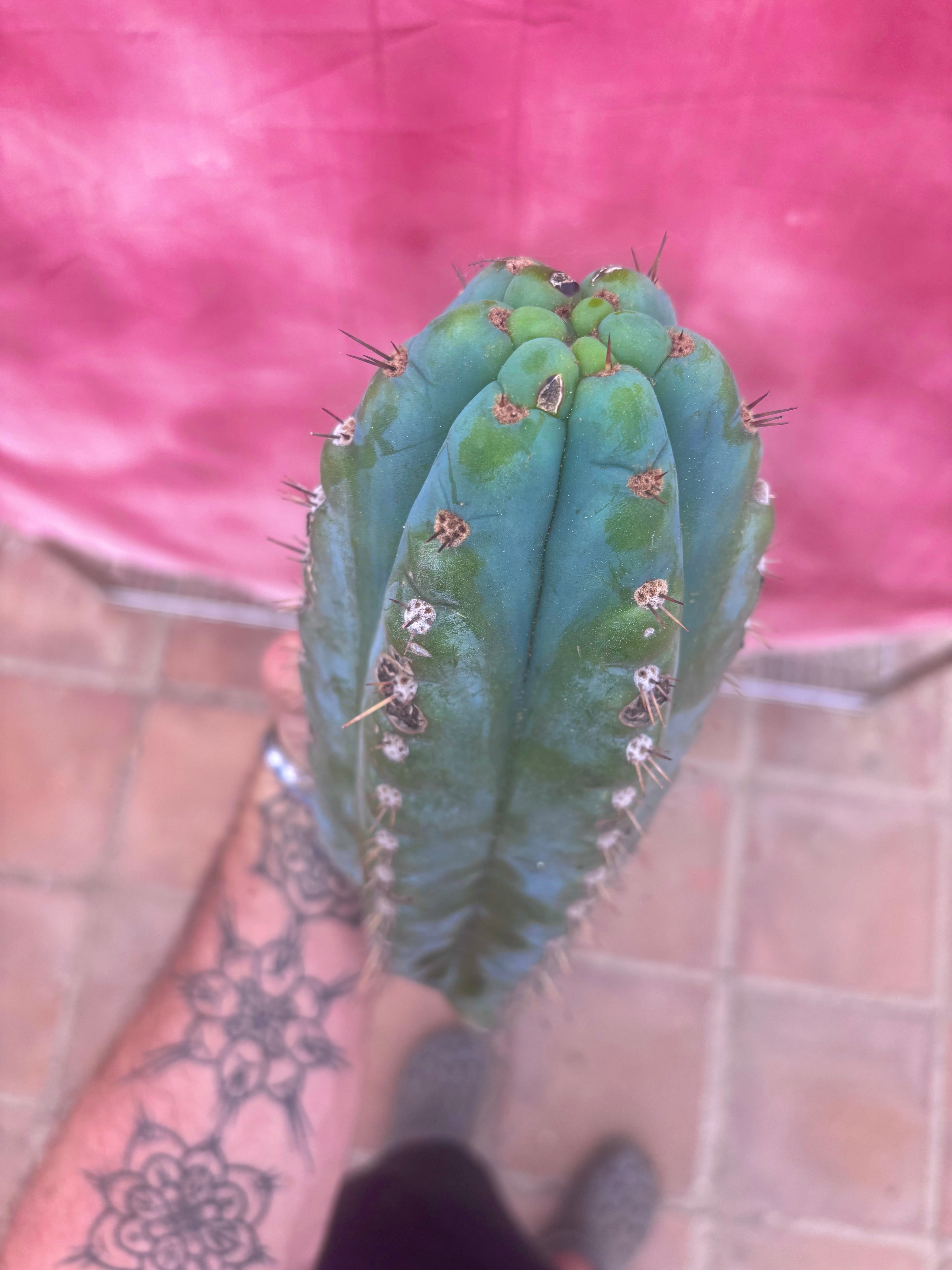 💎👑💎 Papa Smurf — 10” Tip