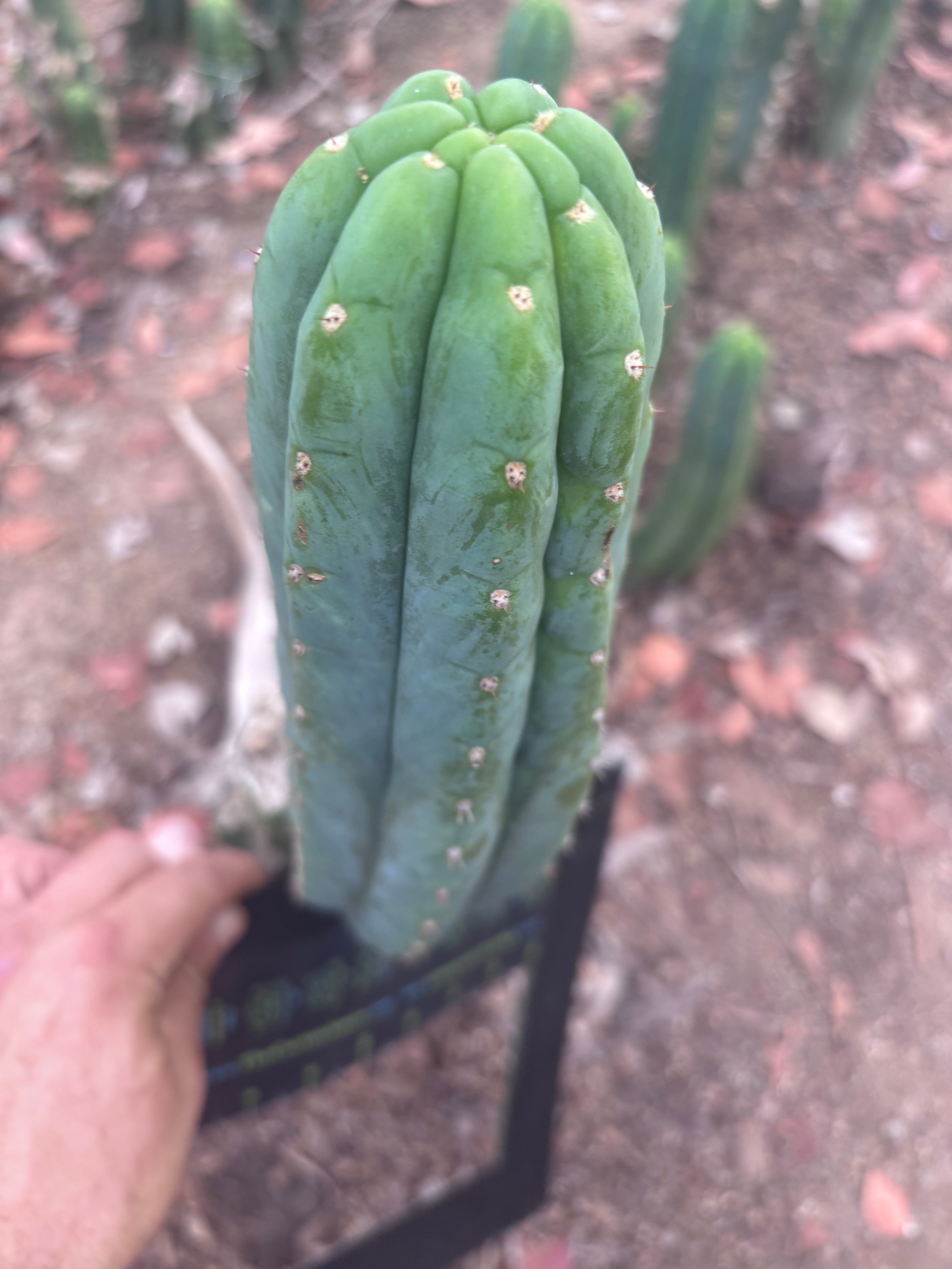 👑🌶️🌶️ Ogun — 12” Pup