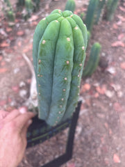 👑🌶️🌶️ Ogun — 12” Pup