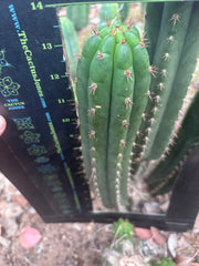 💎👑🌶️ Torres & Torres — 13.5” Pup