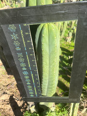 🌶️ Rod x Heynes — XL 14” Tip