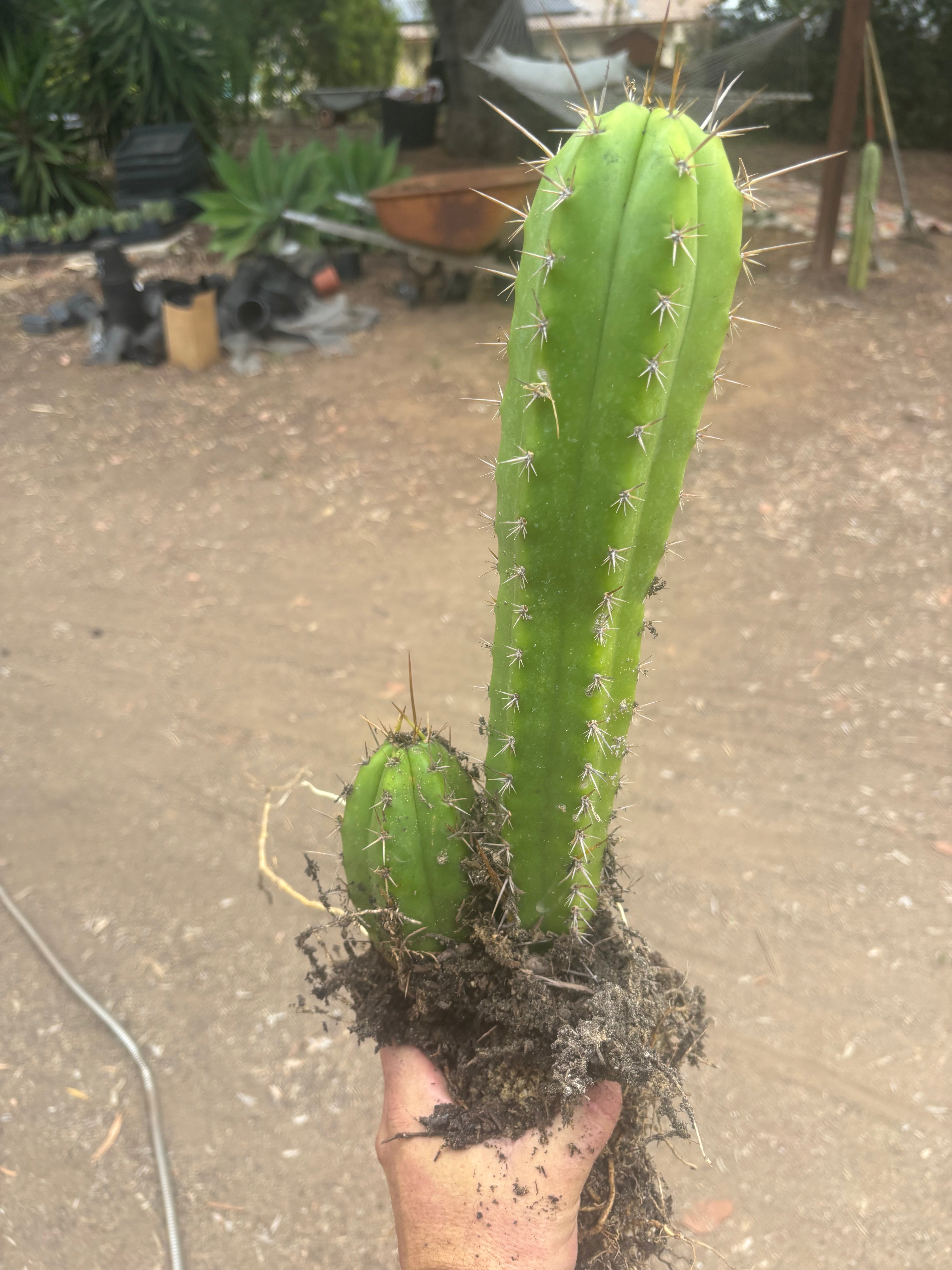 (🌶️) Lumberjack x Huaraz — Seed Grown Mini Stand