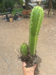 (🌶️) Lumberjack x Huaraz — Seed Grown Mini Stand
