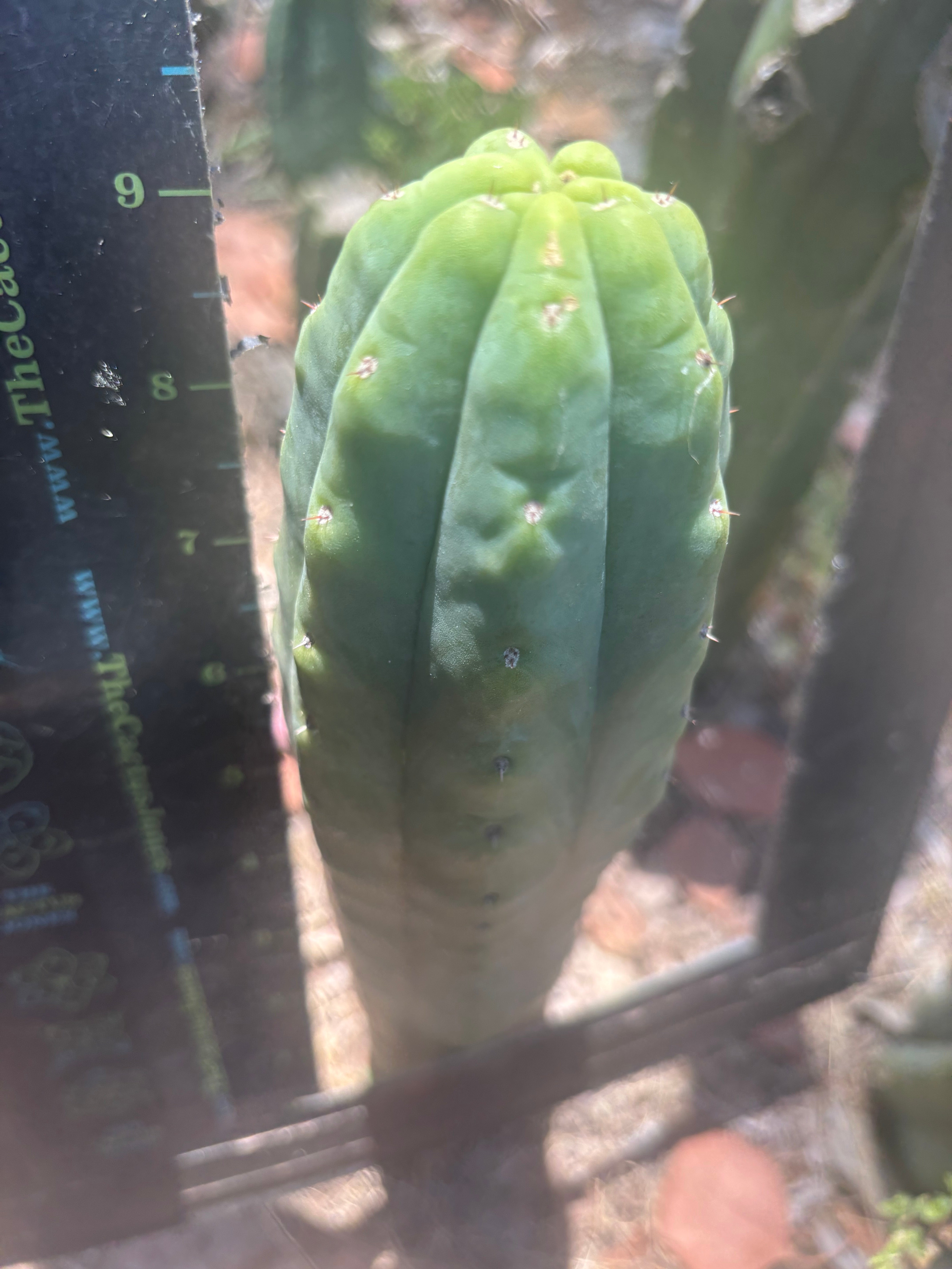 👑🌶️🌶️ Ogun — Another 9” Tip