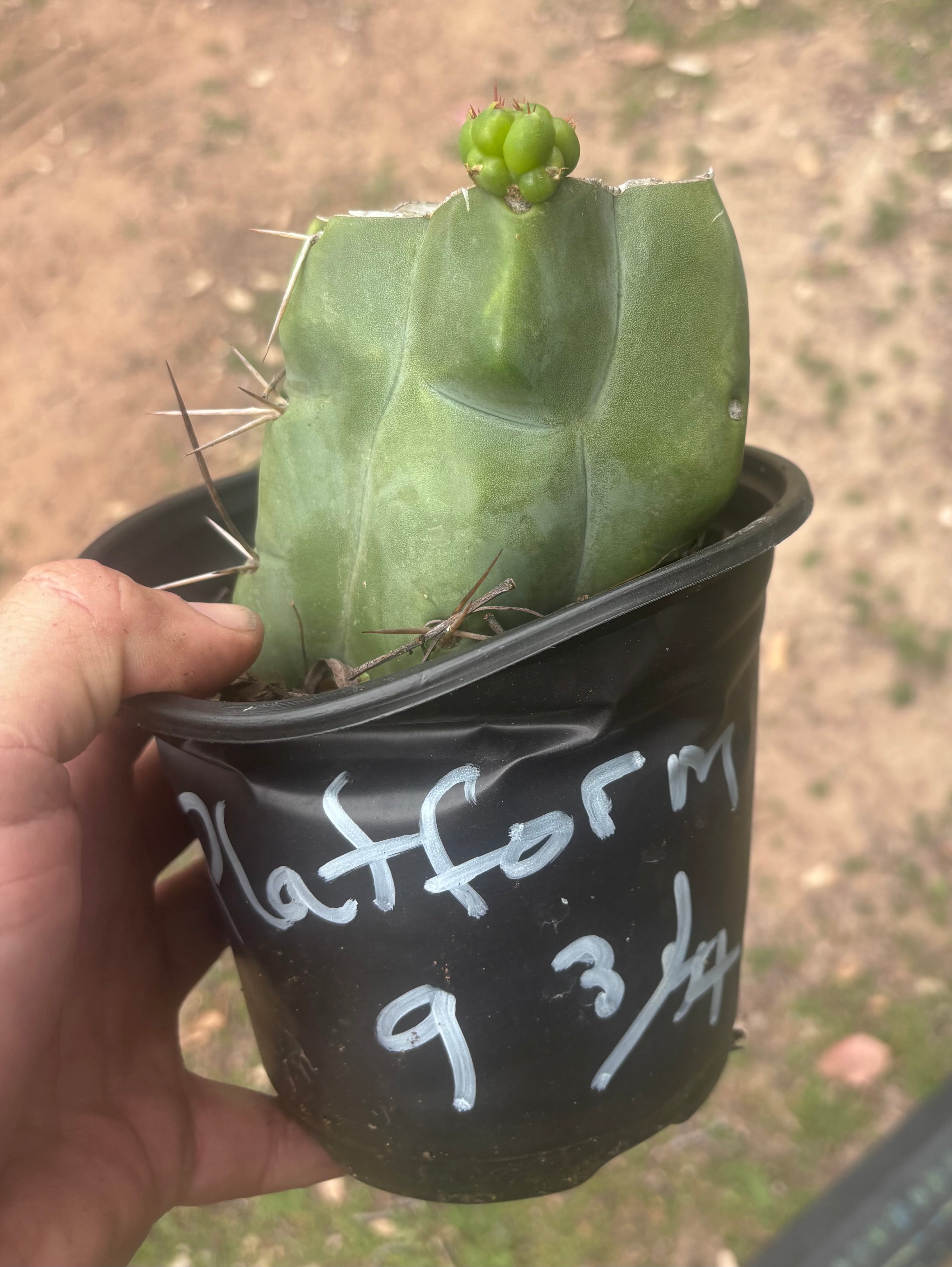 💎💎👑🌶️ Platform 9 3/4  — Rooted and Pupping Mid Chonk