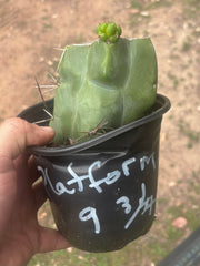 💎💎👑🌶️ Platform 9 3/4  — Rooted and Pupping Mid Chonk