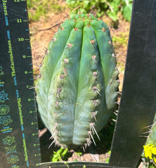💎👑💎 Papa Smurf — Massive 11” Notch Melon