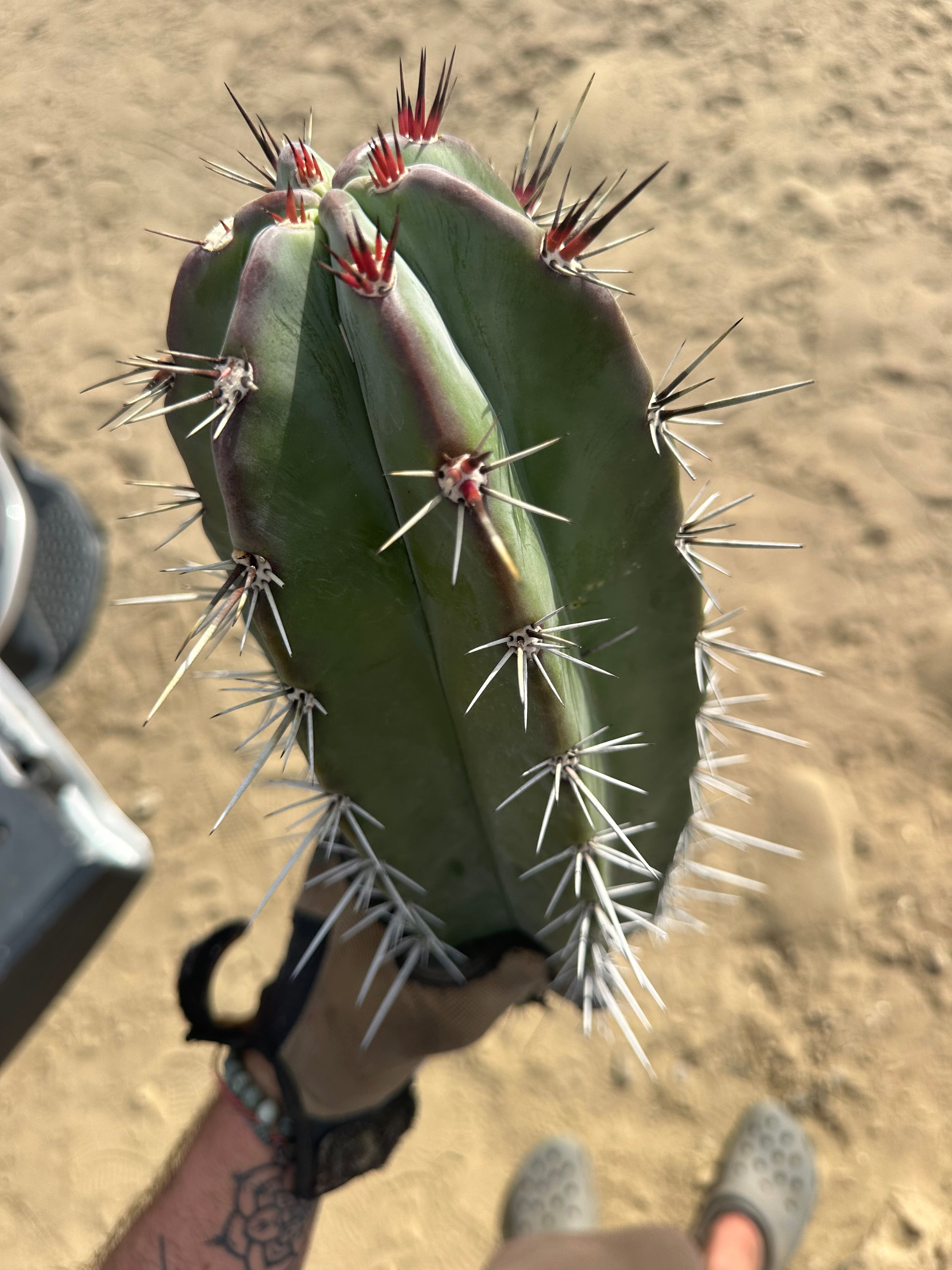 Stenocereus Huasticorum — XL 15” Pup