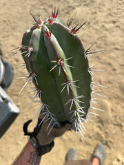Stenocereus Huasticorum — XL 15” Pup
