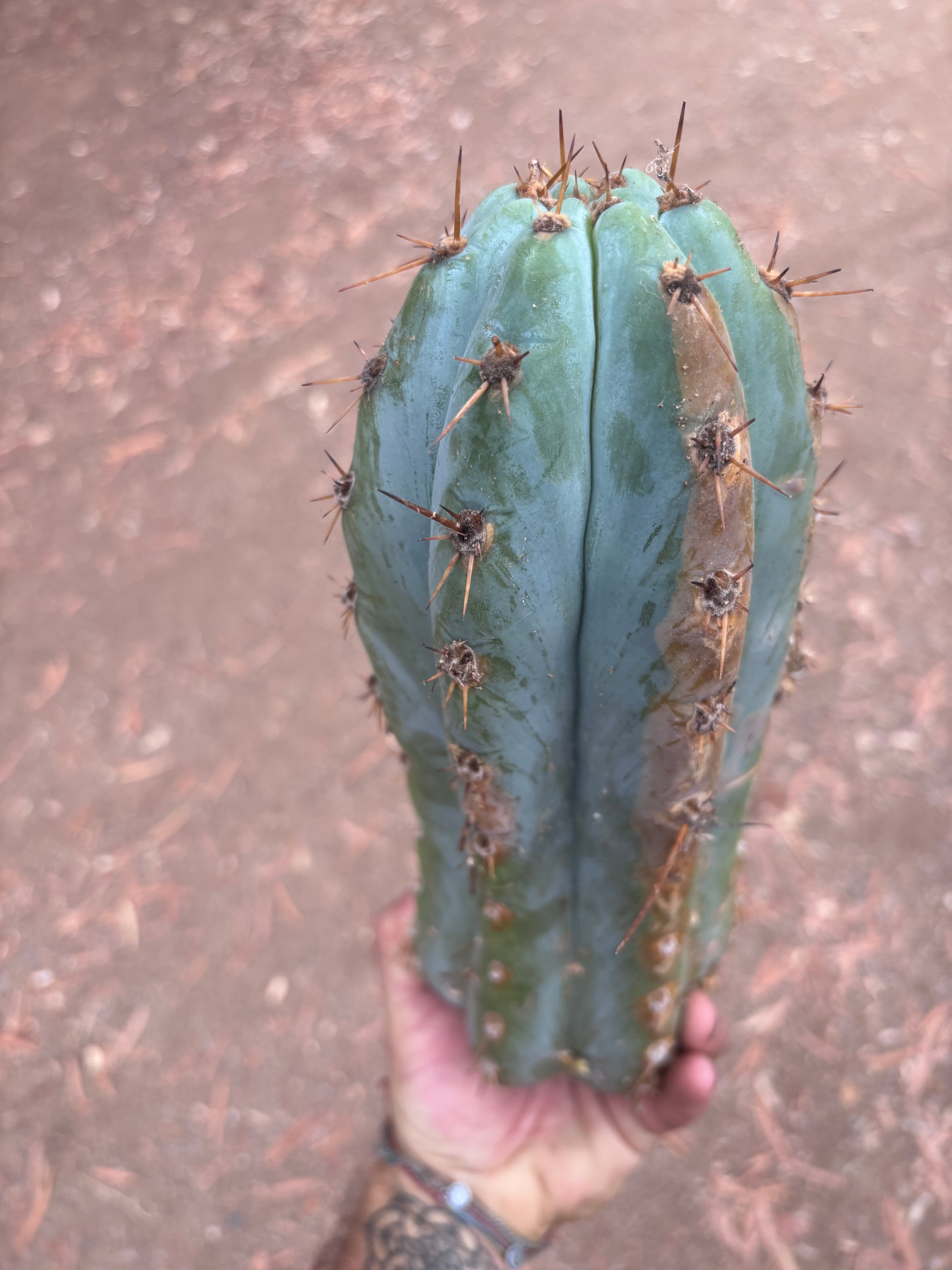 👑 TSSBP — 12” Chonk Tip