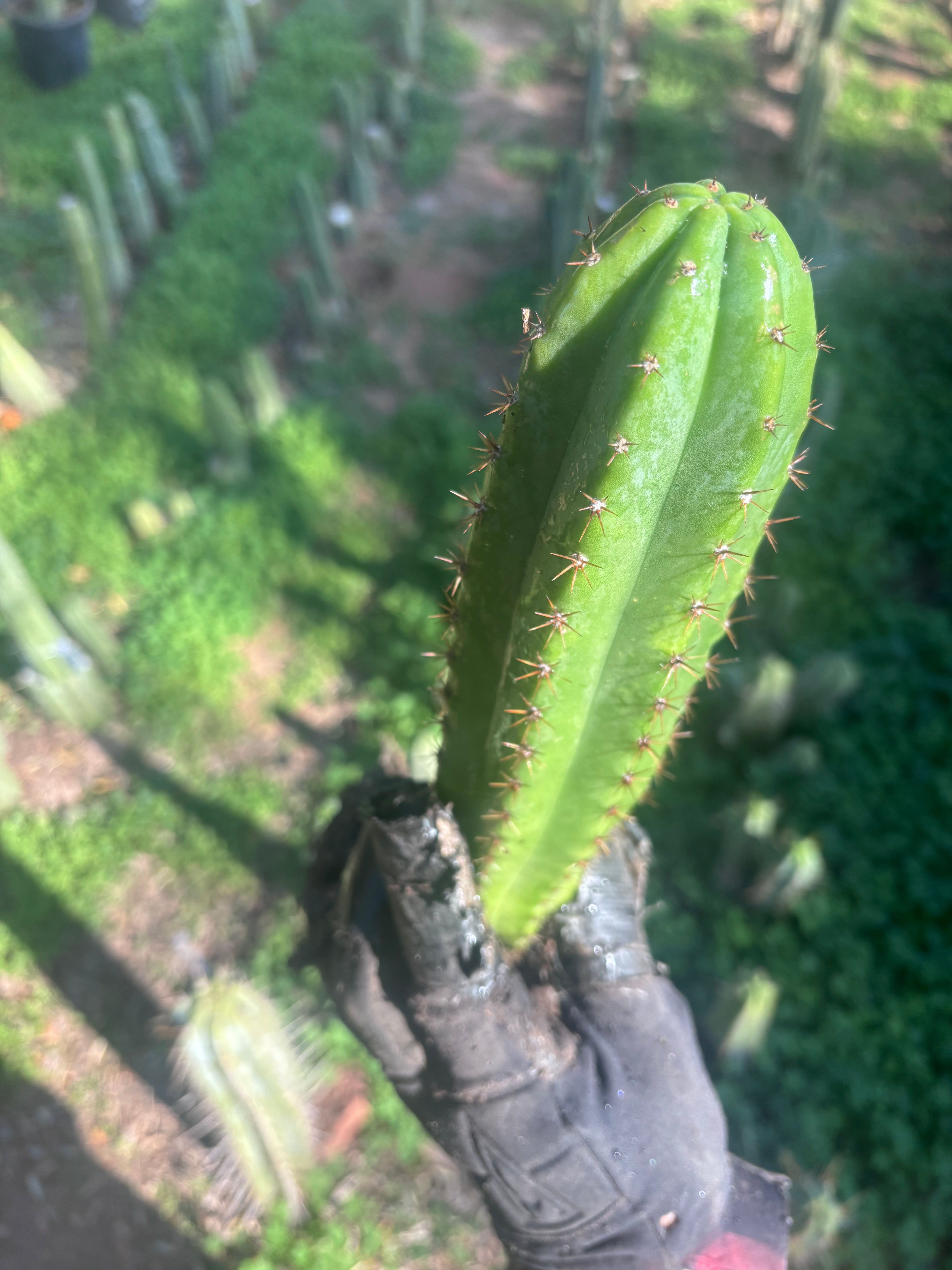 🎁🌶️ NEW Add On Freebie! — DeCosta x Bob, Large Yearlings