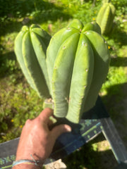 👑🌶️ Zulk — FAT 11” Pup