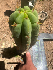 💎👑🌶️🌶️ Austy’s Bomb (TNT) — 11” Pup