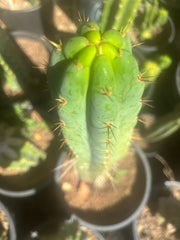 💎🌶️🌶️ NOM — 10” Tip