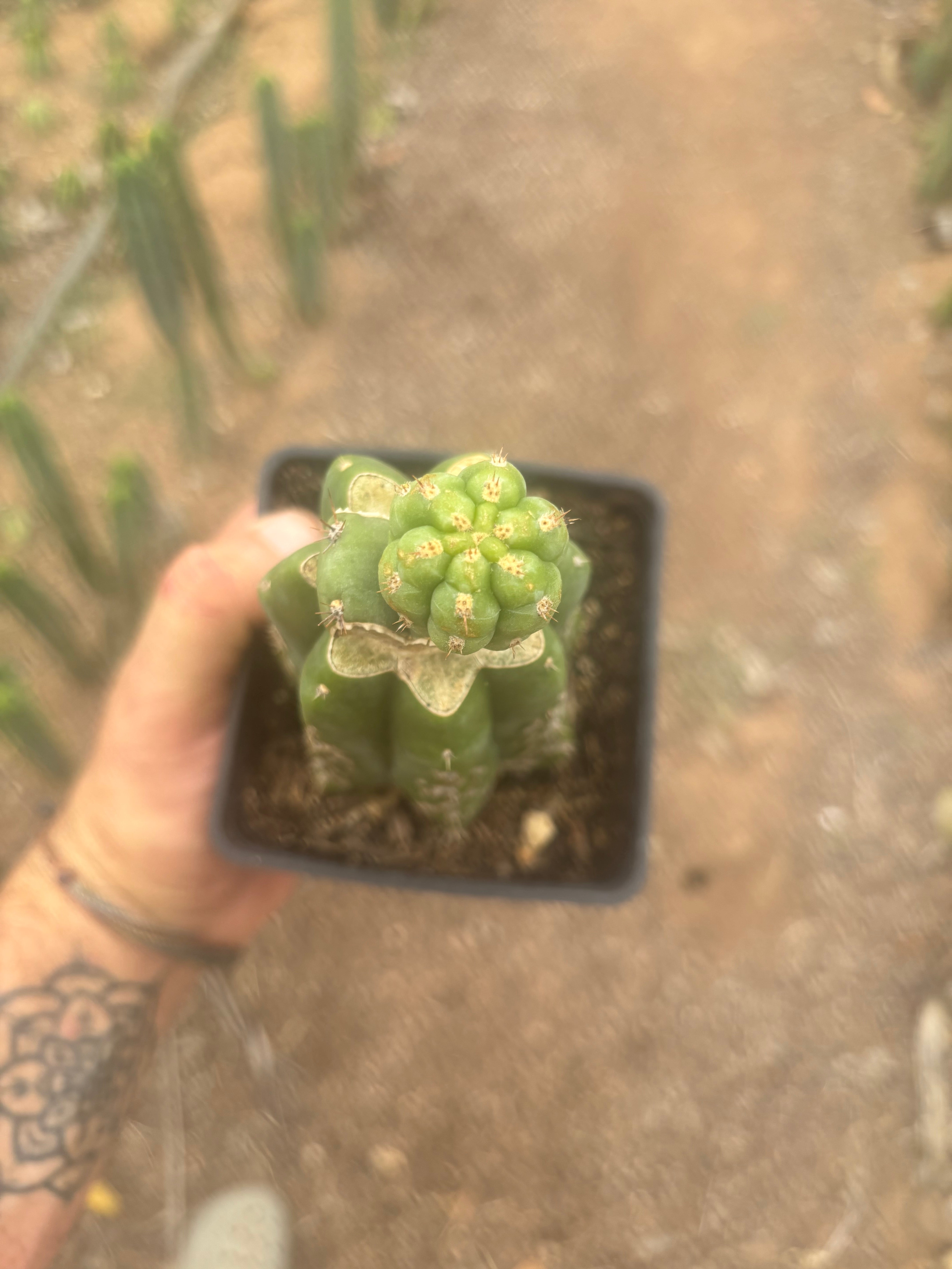💎👑 Q-Tip — Pupping Slab Graft on Rooted PC