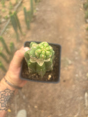 💎👑 Q-Tip — Pupping Slab Graft on Rooted PC