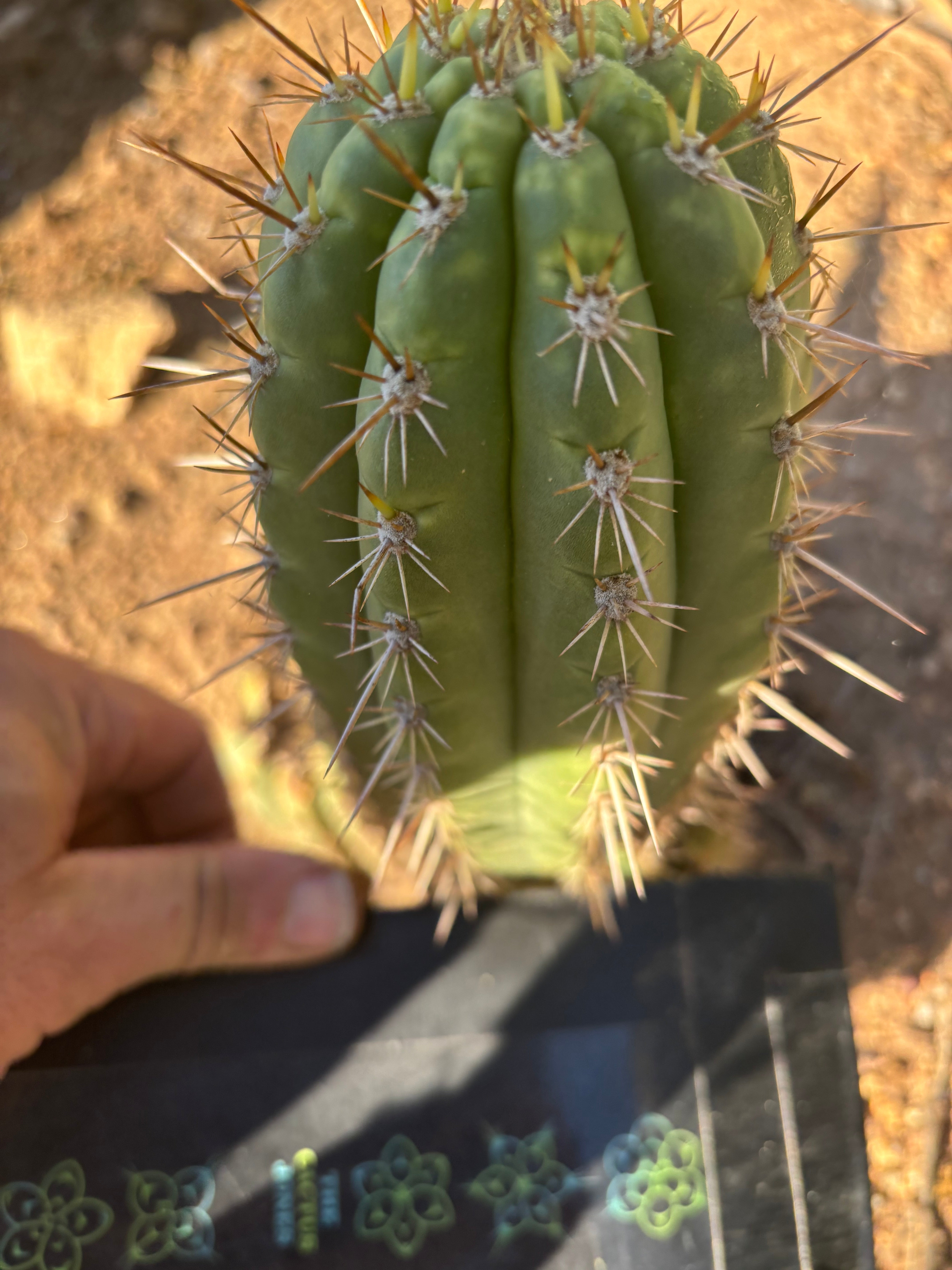 👑💎 Frankie — Fat 7” Pup