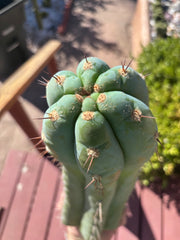 💎👑🌶️ CGG — XL 15” Tip