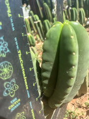 👑🌶️ Zulk — 8” Melon Pup