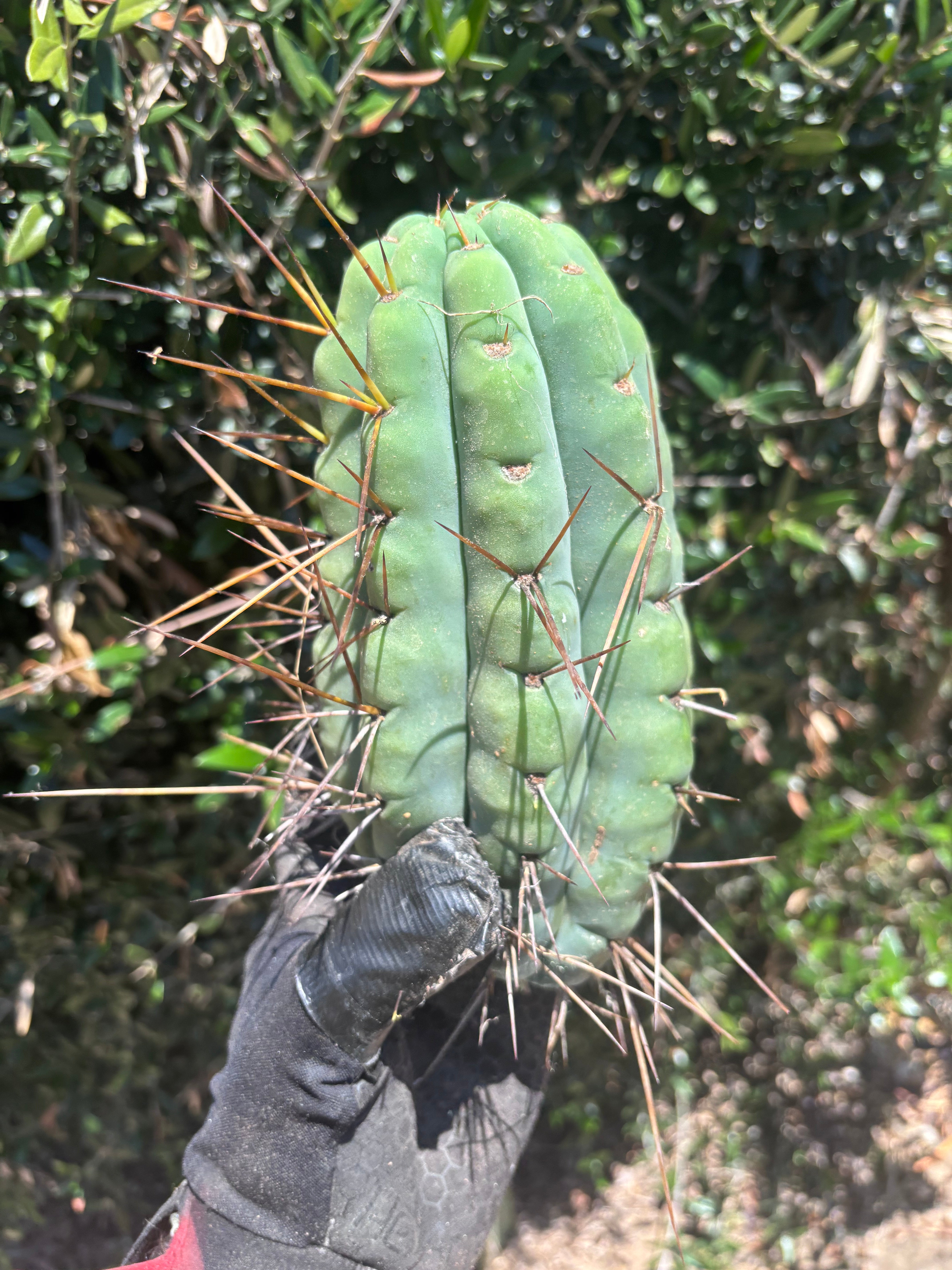🌶️🌶️⚠️ E.R. — Beefy 9” Pup