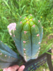 👑 Gene’s Driveway — 10” Tips