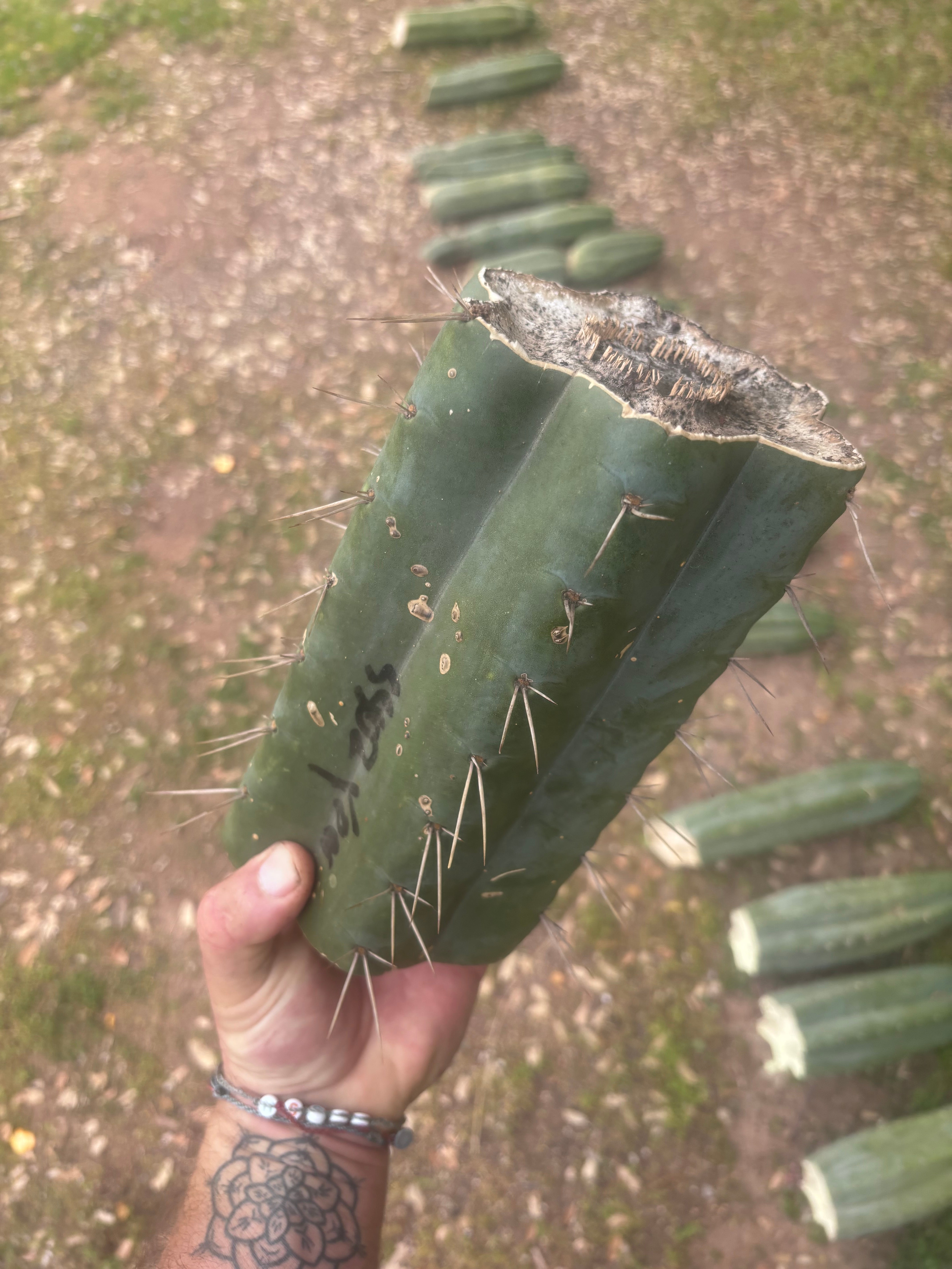 💎🌶️ SS02 x Yowie — MASSIVE 9.5” Mid