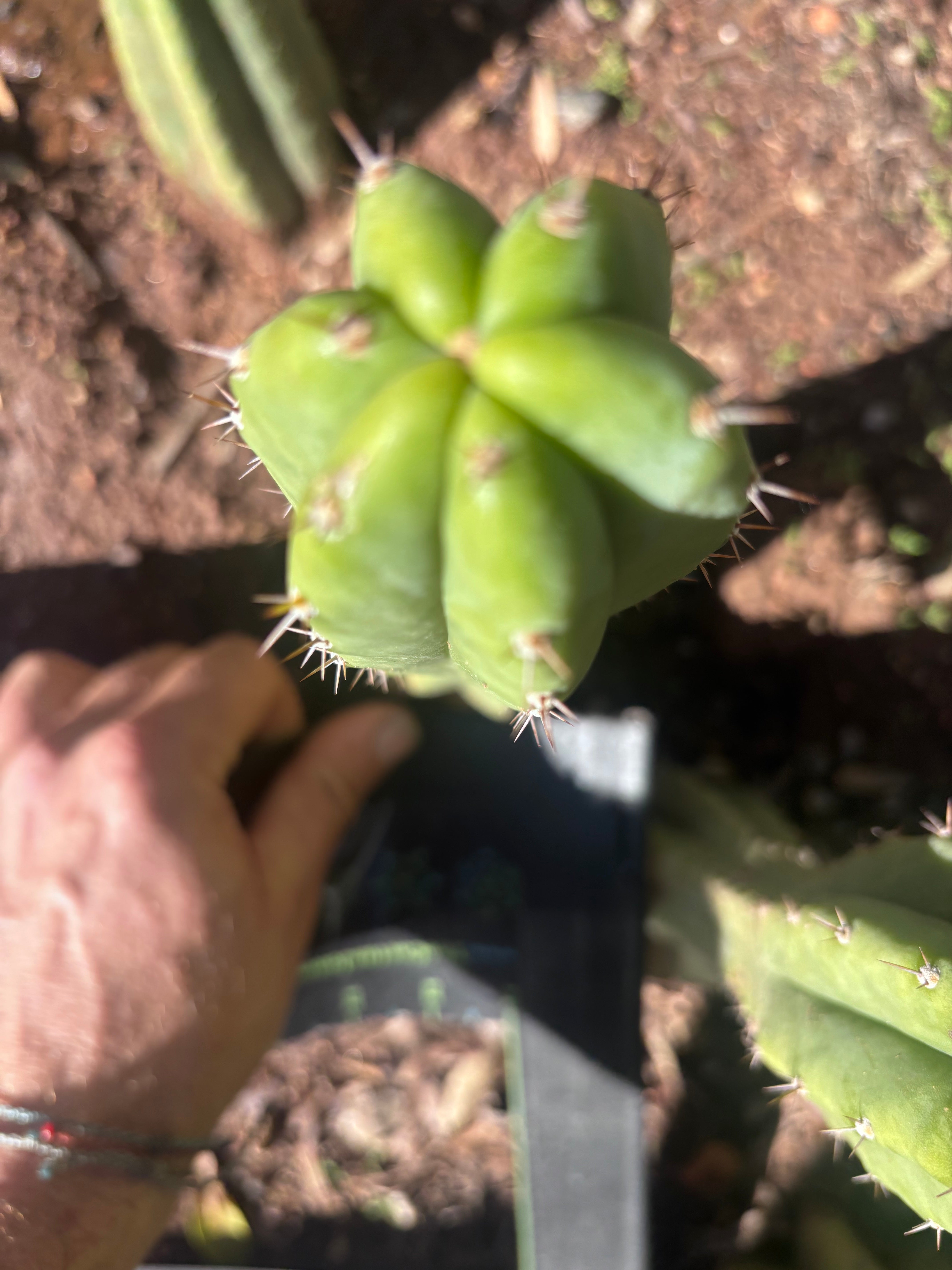 👑🌶️🌶️ Landfill — 9” Tip