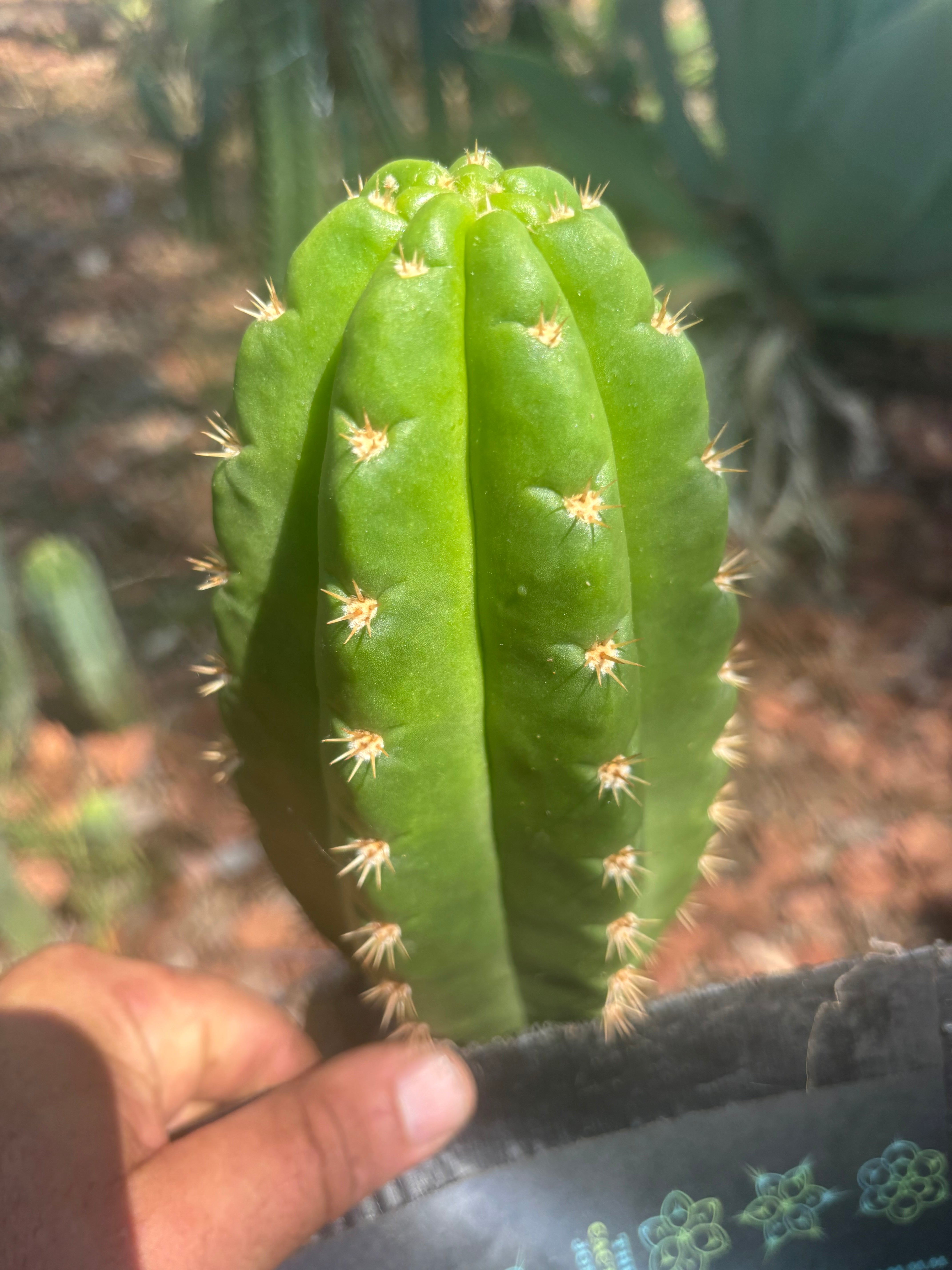💎👑💎🌶️ CareBear — 6.5” Tip