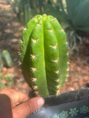 💎👑💎🌶️ CareBear — 6.5” Tip