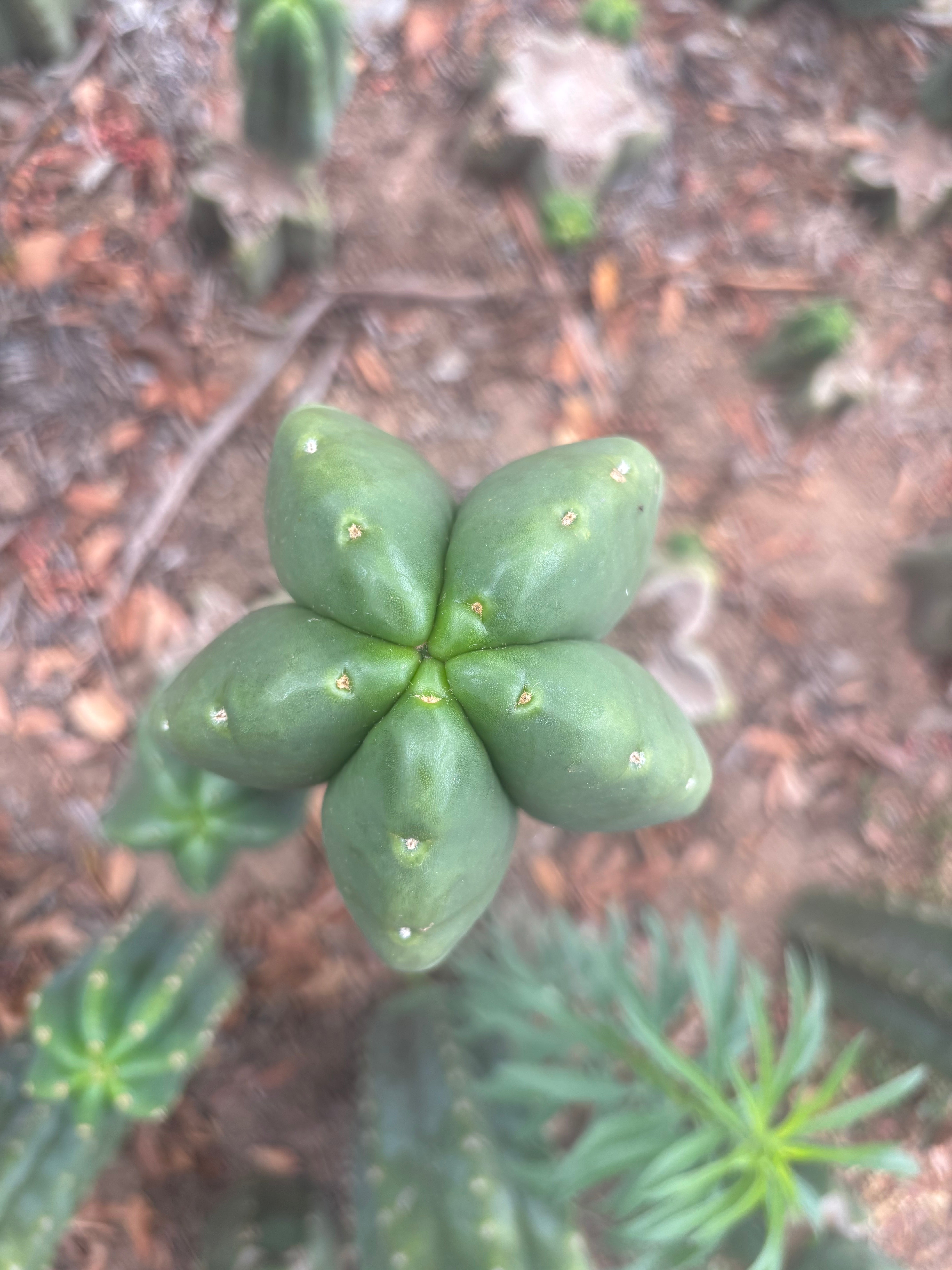 💎👑💎🌶️ Ferah — 13” Beast Pup