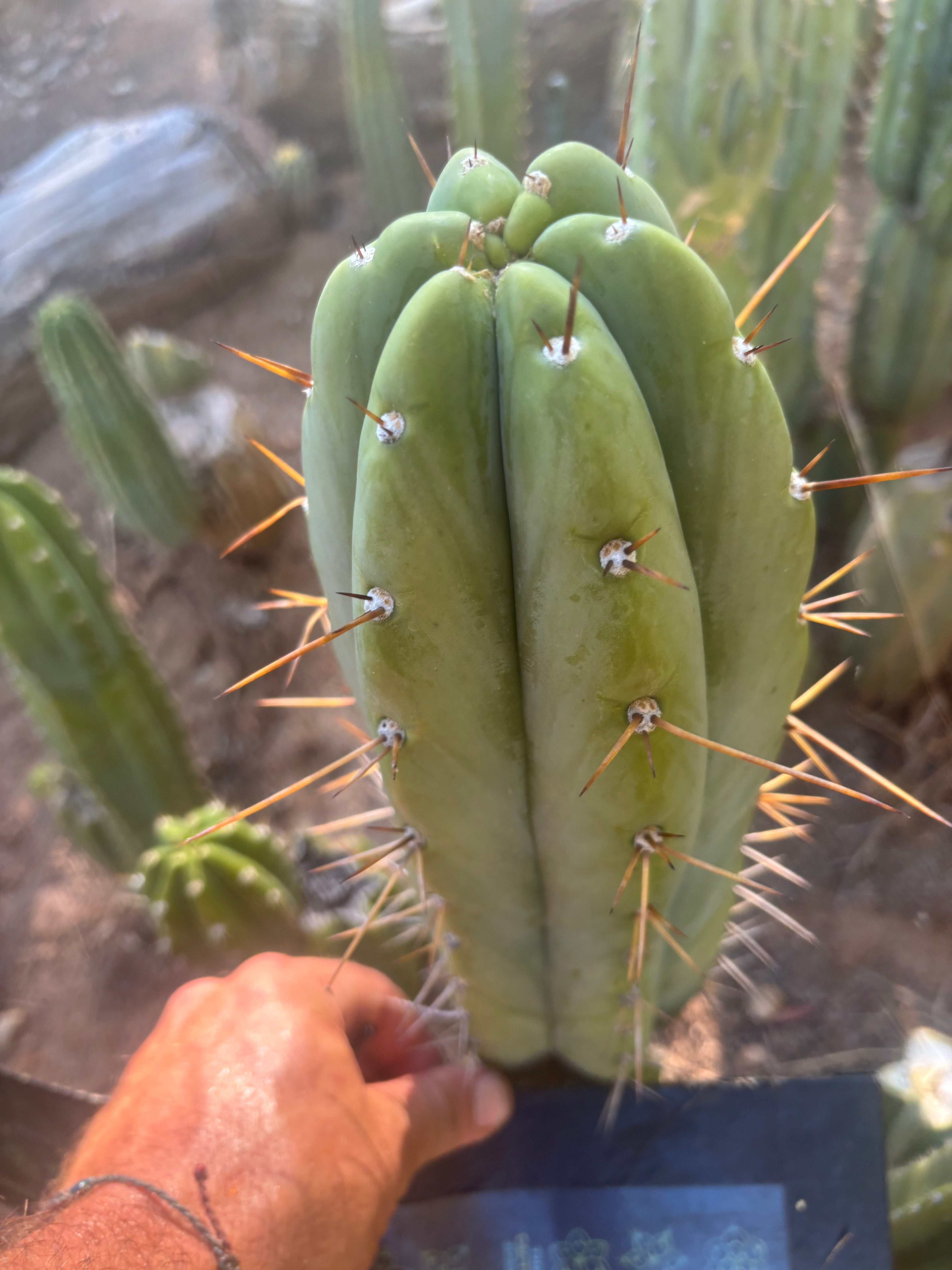 👑🌶️🌶️ Pala — FAT 10” Tip