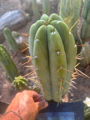 👑🌶️🌶️ Pala — FAT 10” Tip