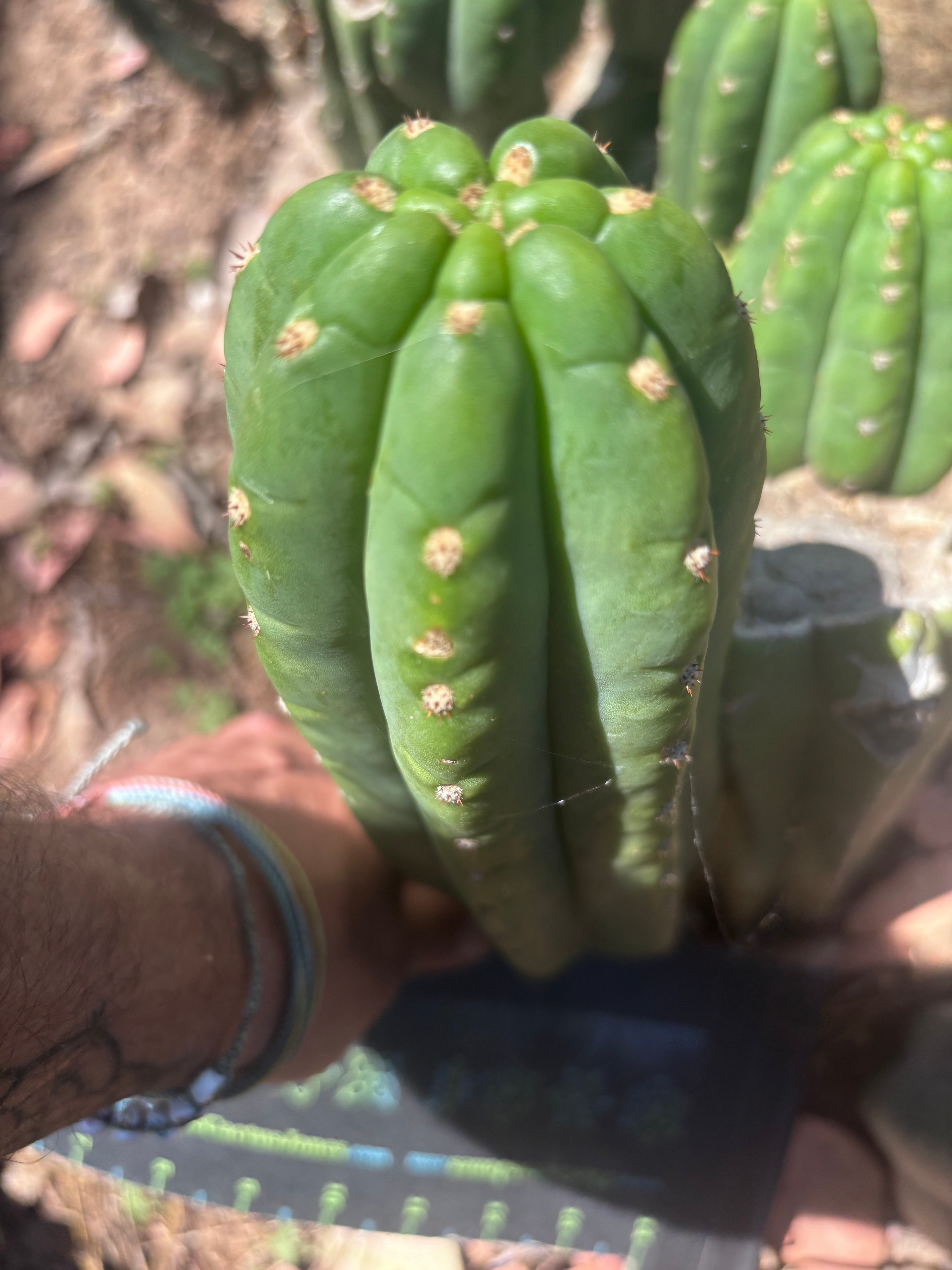 👑🌶️ The Field’s Pachanoi — 10” Pup