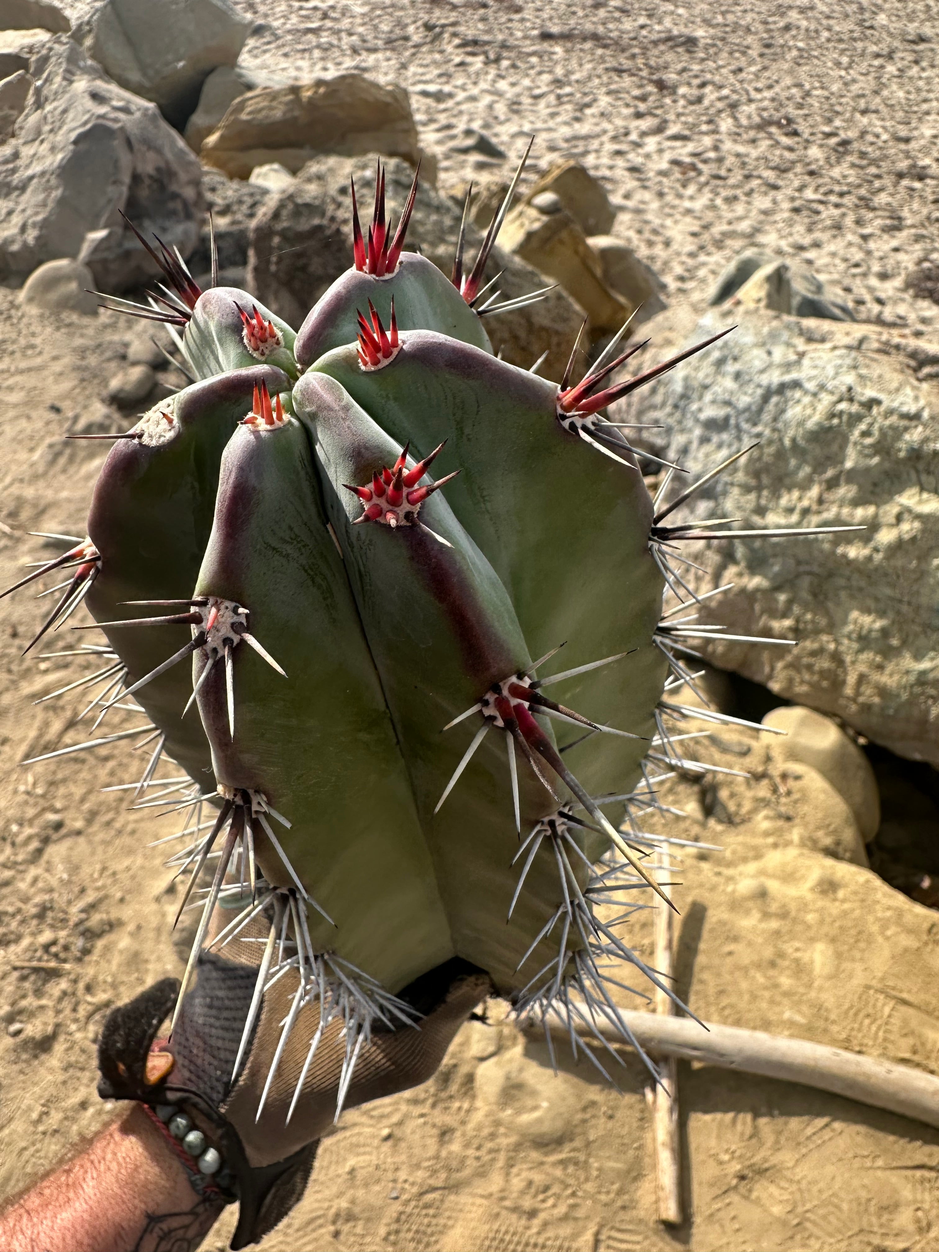 Stenocereus Huasticorum — XL 15” Pup