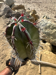 Stenocereus Huasticorum — XL 15” Pup