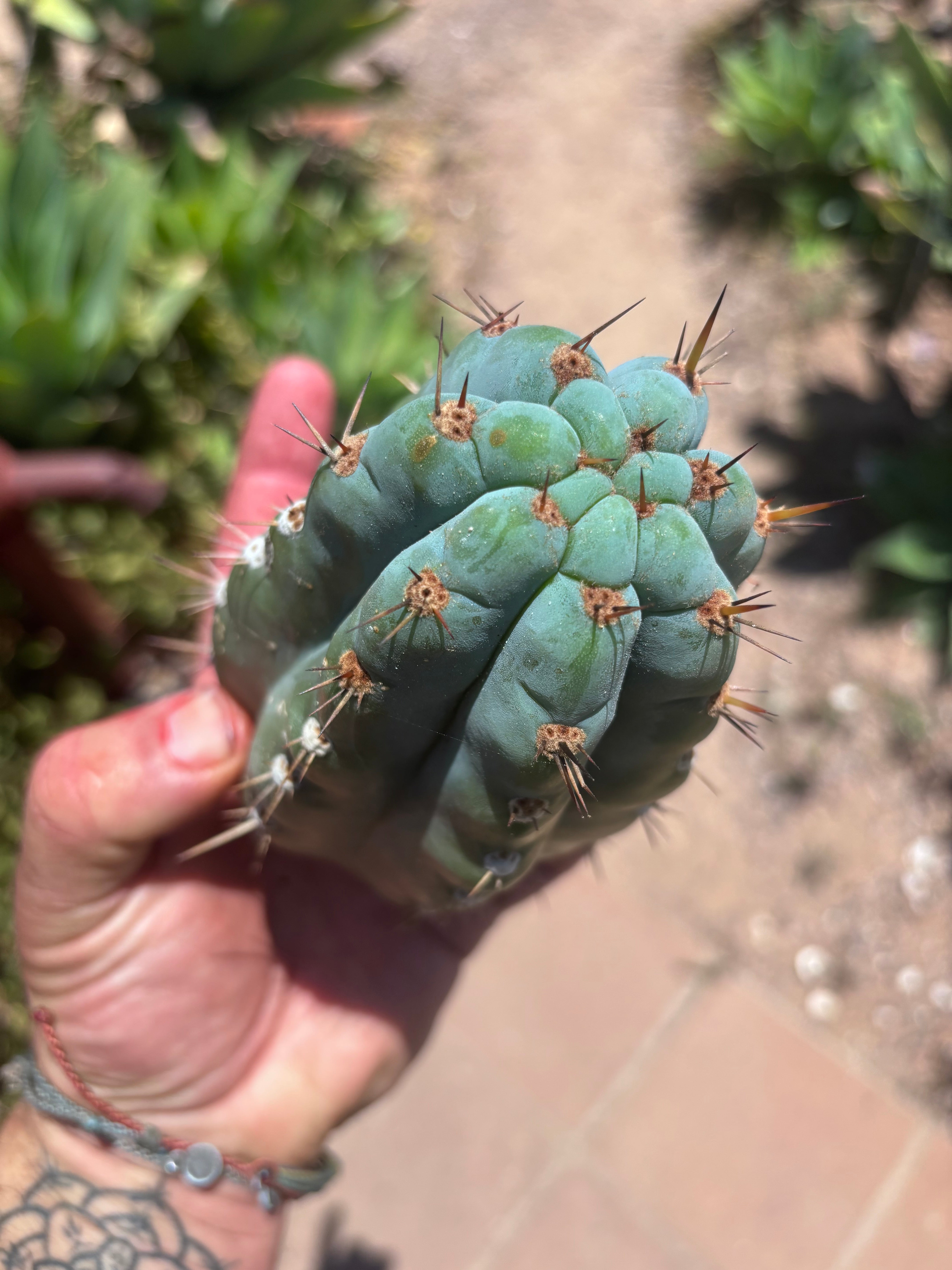 💎👑 Papa Smurf Grenade