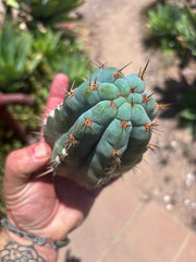 💎👑 Papa Smurf Grenade