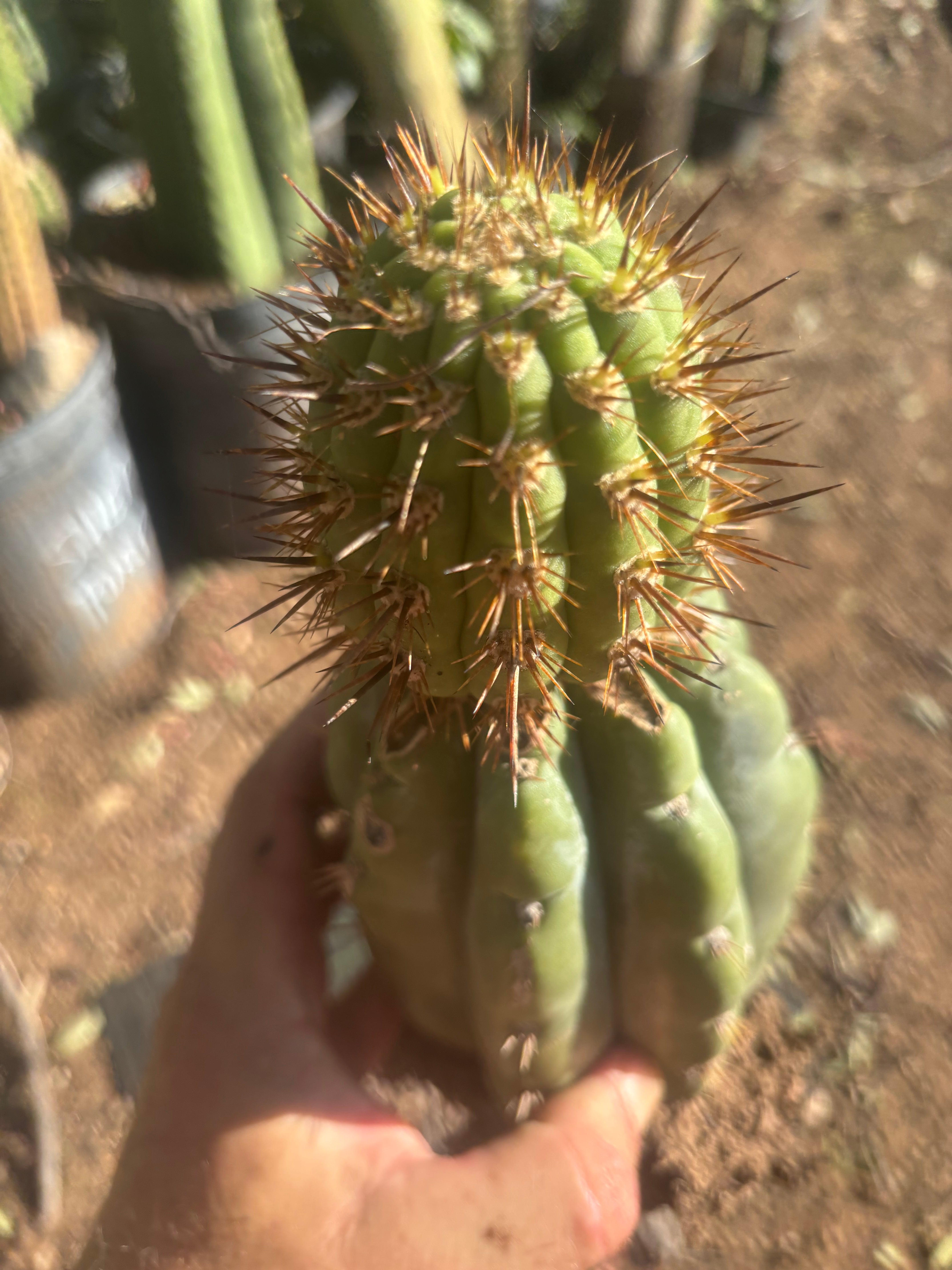💎👑💎 T. Coquimbanus — Established Tip Graft on Rooted Shine01