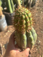 💎👑💎 T. Coquimbanus — Established Tip Graft on Rooted Shine01