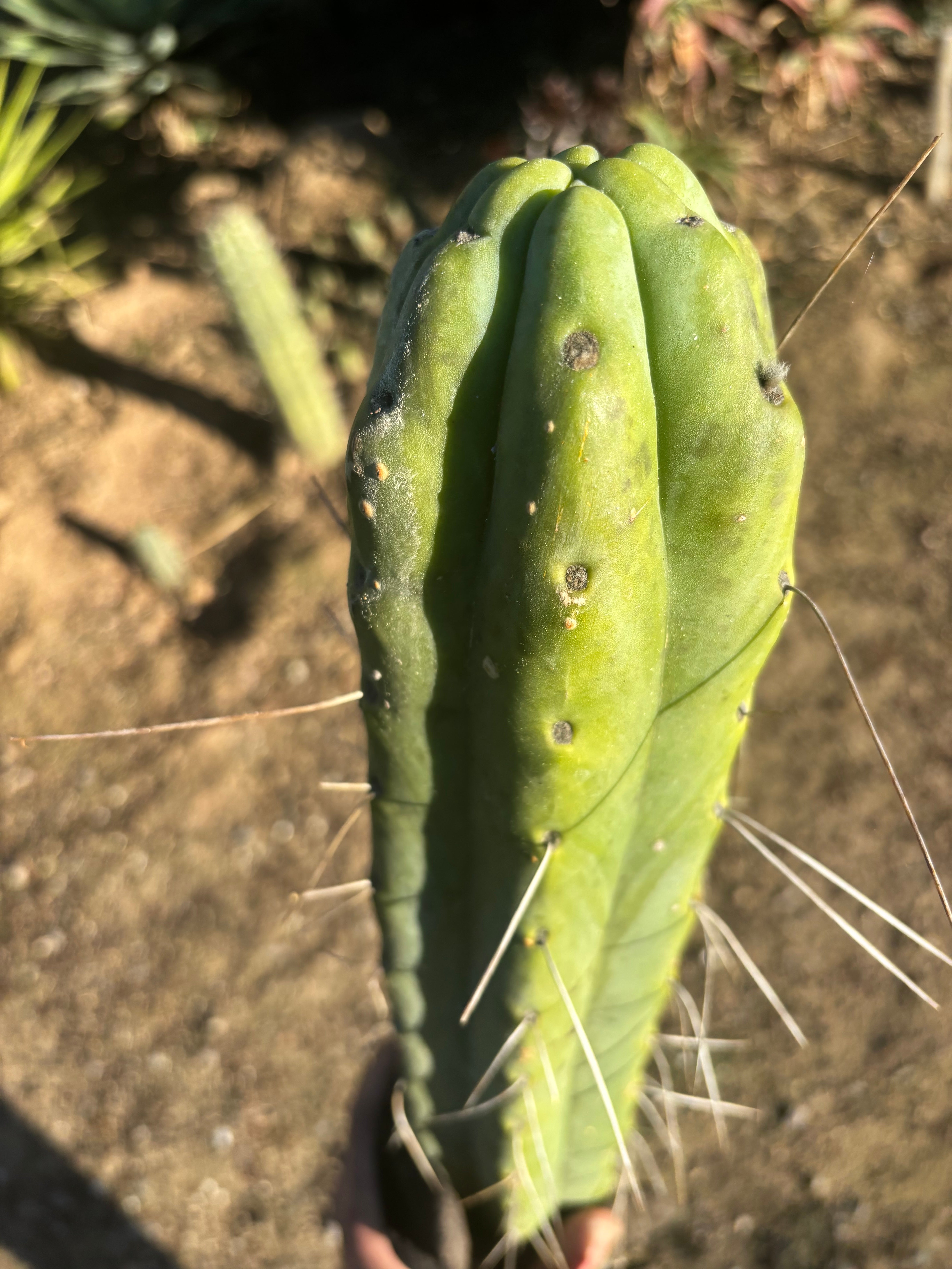 💎👑🌶️ Psycho0’  — *BIG* XXL 14” Tip