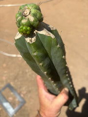 💎👑💎 Havran — XL Butt Graft w/ Pup