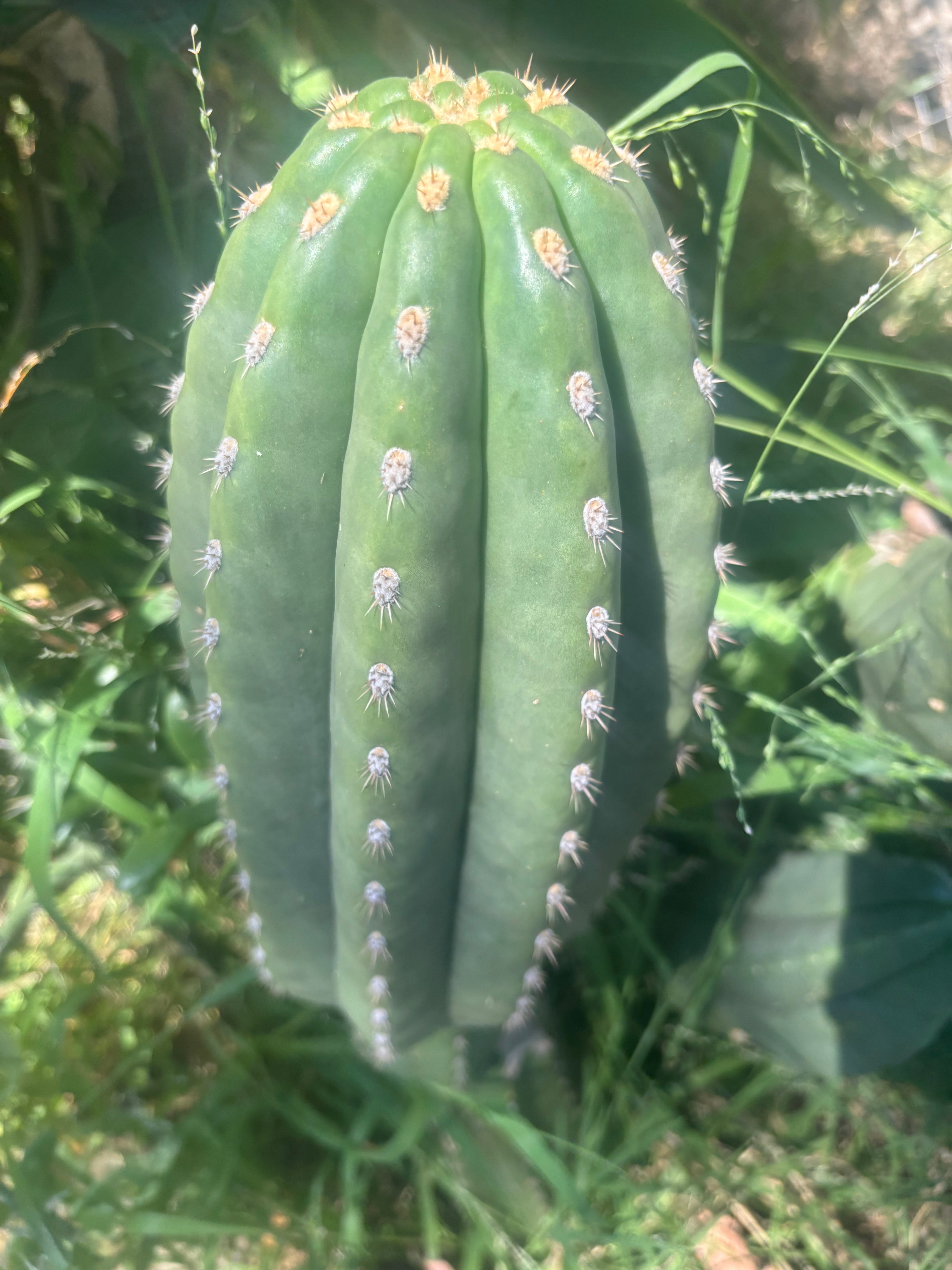 💎👑💎 SASS — Massive 13” Melon