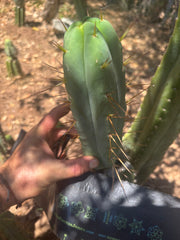 👑🌶️ MJC01  — 8.5” Pup