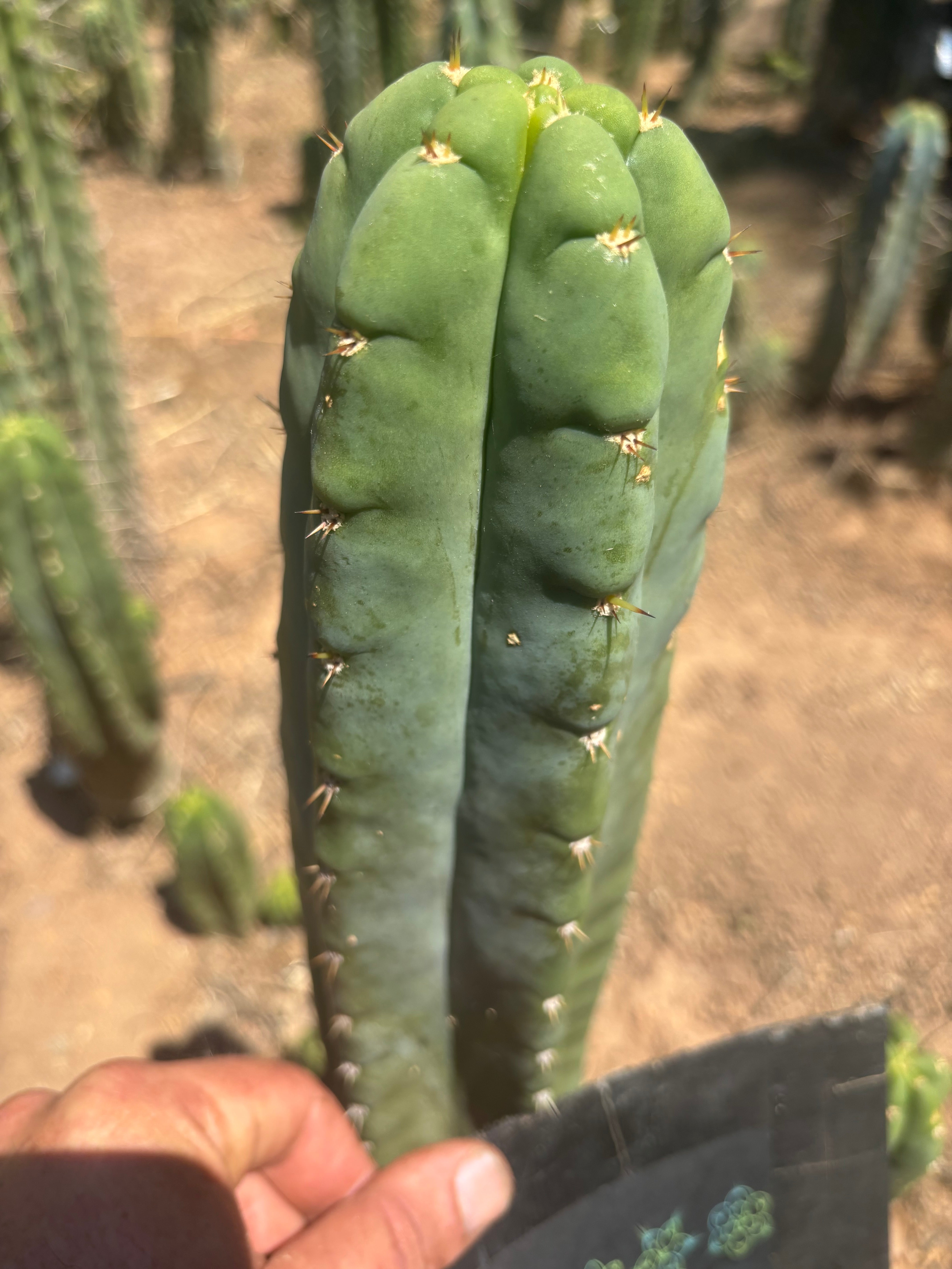 💎👑🌶️ Bob’s Colossus — Beefy 9” Tip