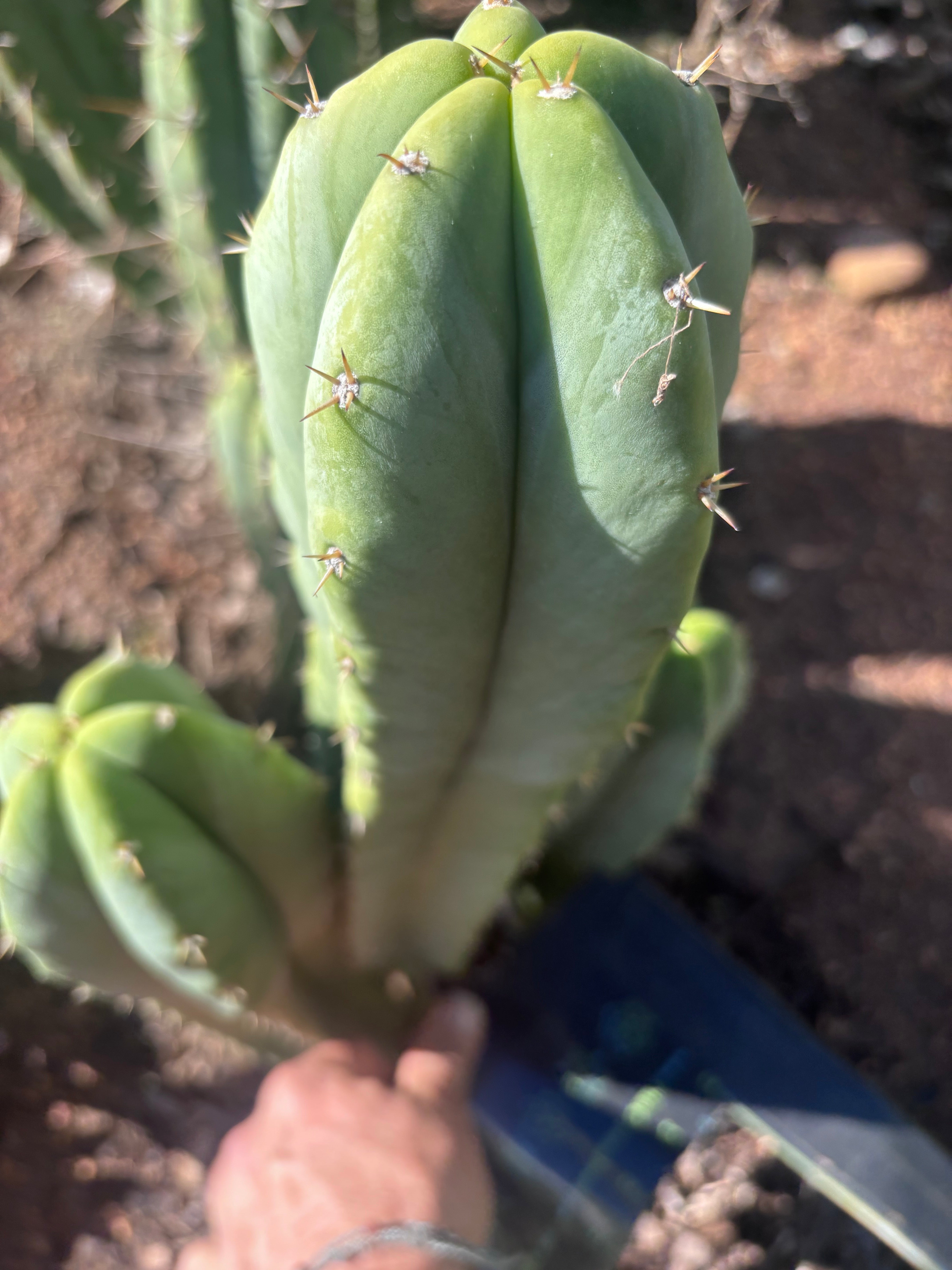 🌶️ Jada x Scop — XL 15” Pup