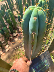 Bart x Sina  — 10” Tips (5)