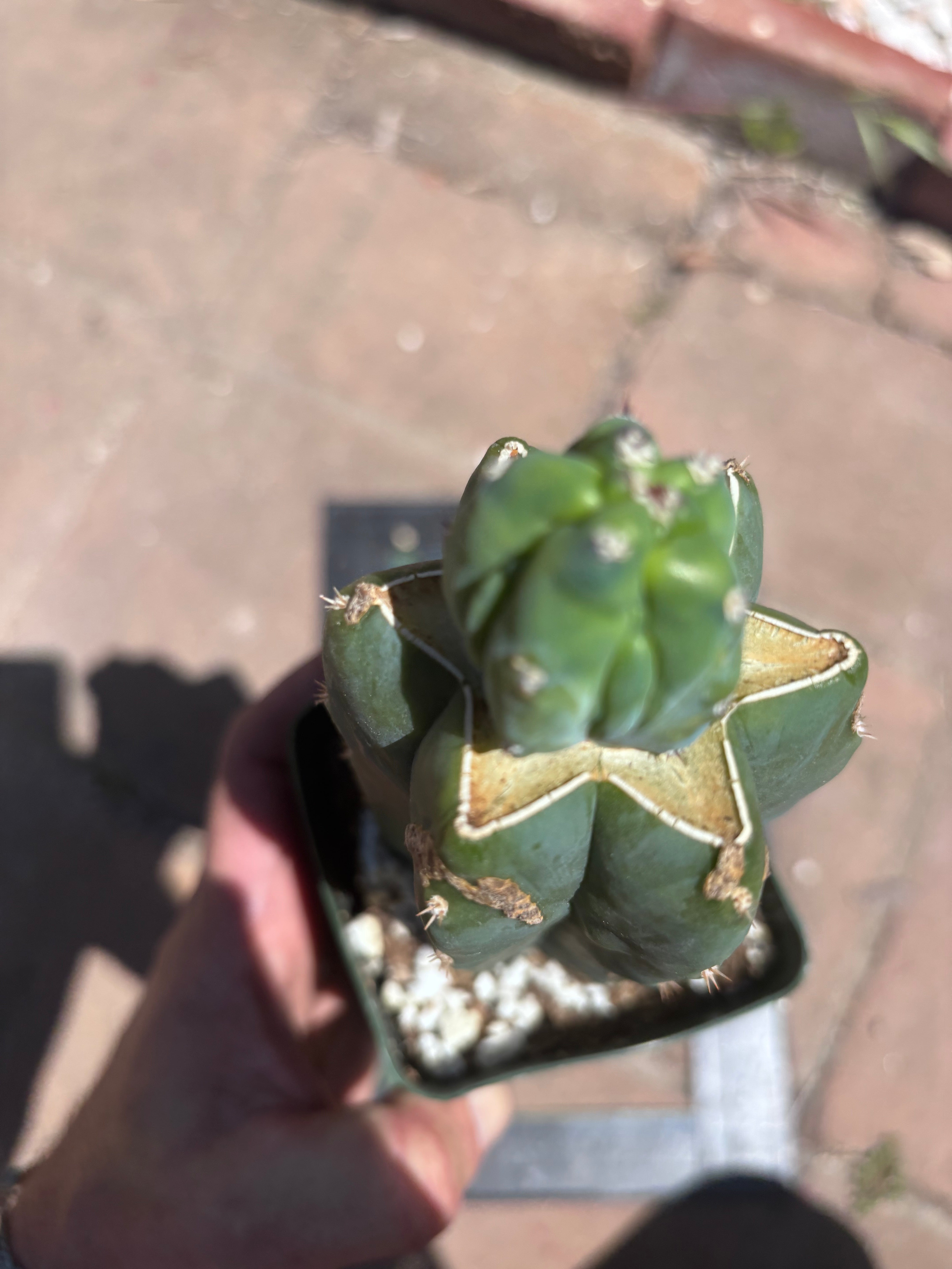 👑💎 Grecas Tip Graft — Rooted / Whole