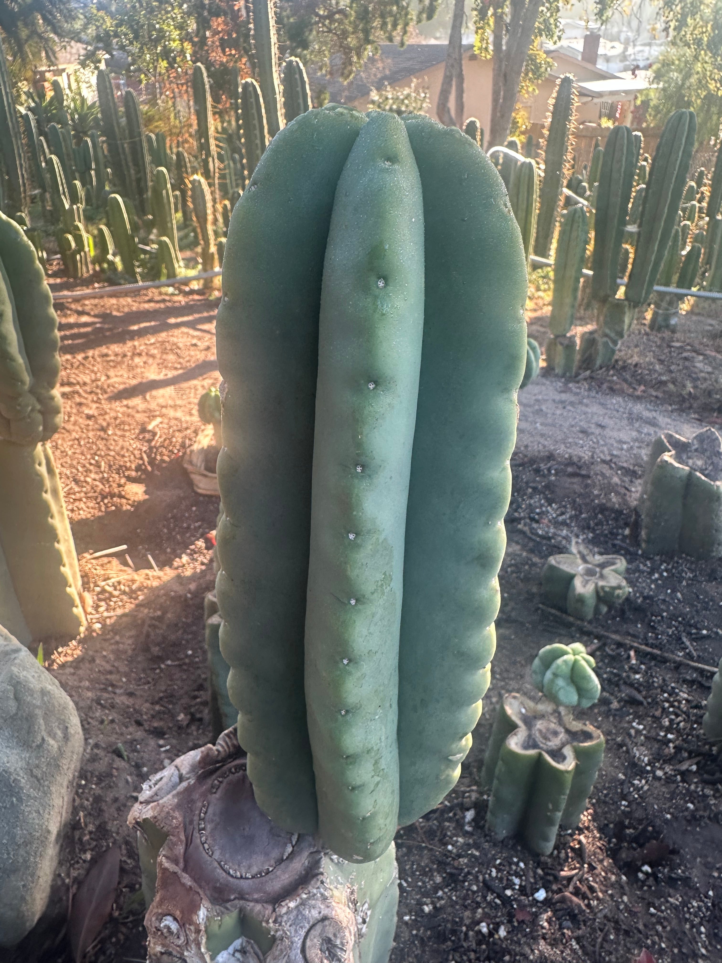 💎👑💎  Ferah! — Chunky 7” Tip