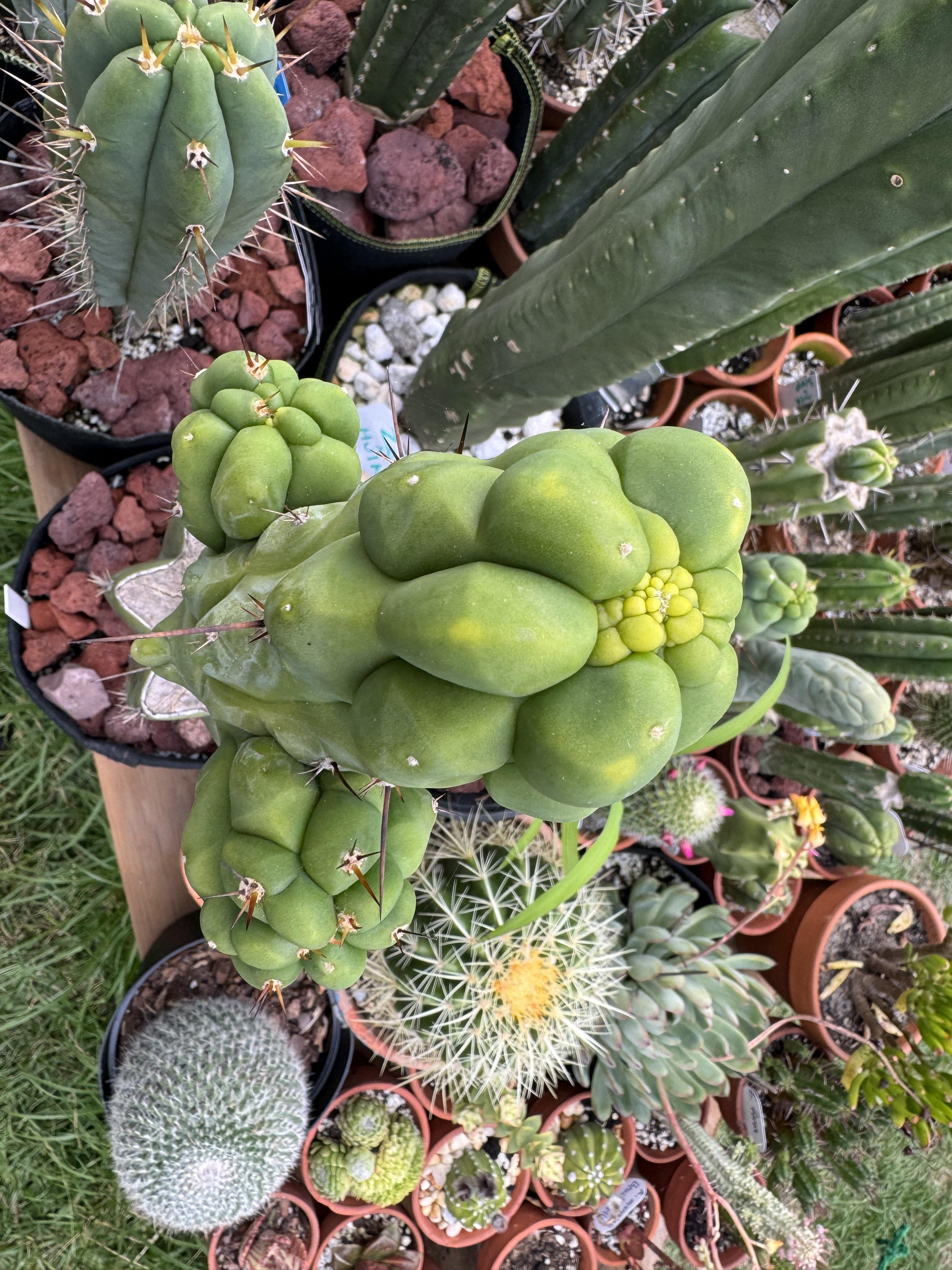 💎👑💎 Q-Tip — Chonky 6” Tip